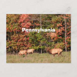 Elk Postcard