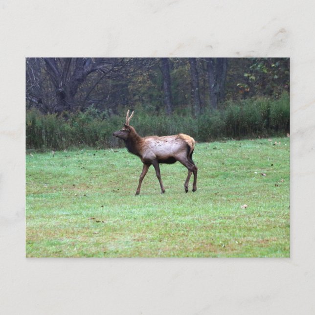 Elk Postcard (Front)