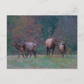 Elk Postcard