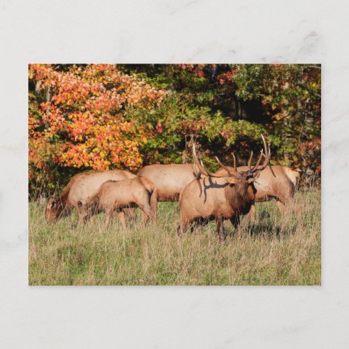 Elk Postcard