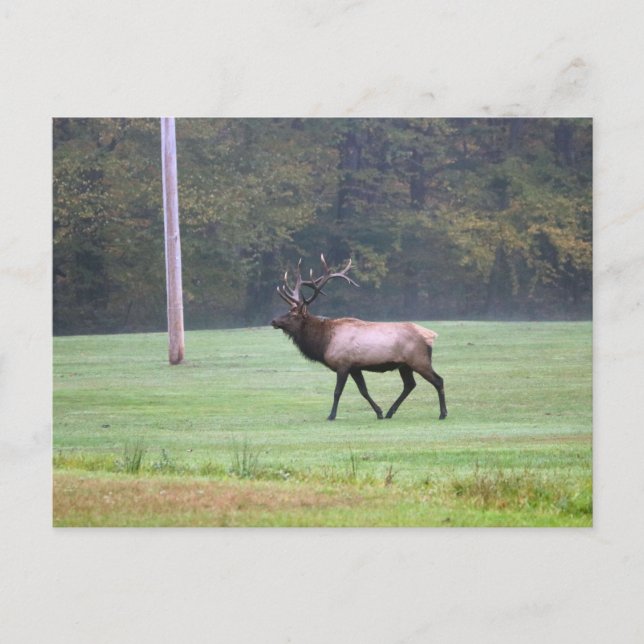 Elk Postcard (Front)