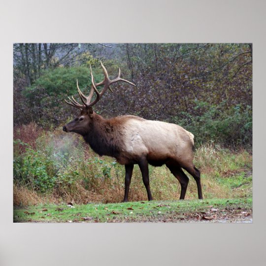 Elk Poster | Zazzle.com