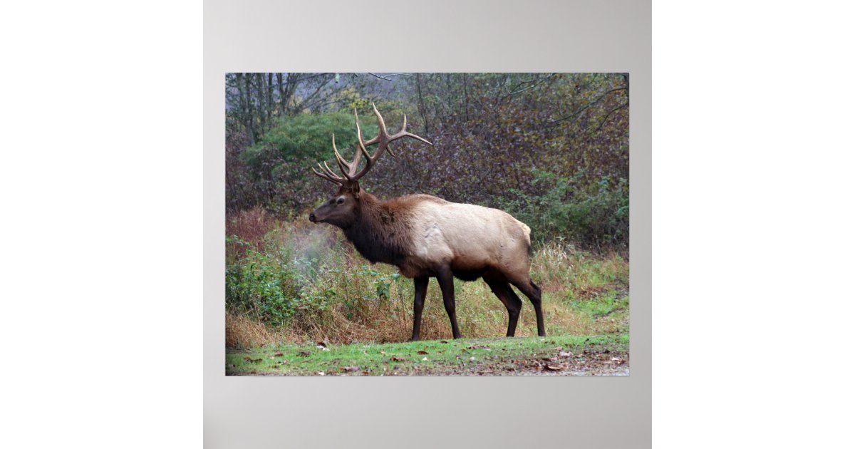 Elk Poster | Zazzle