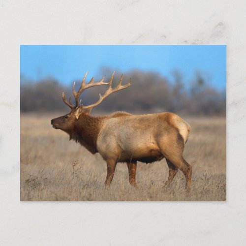 Elk Profile in Autumn Postcard