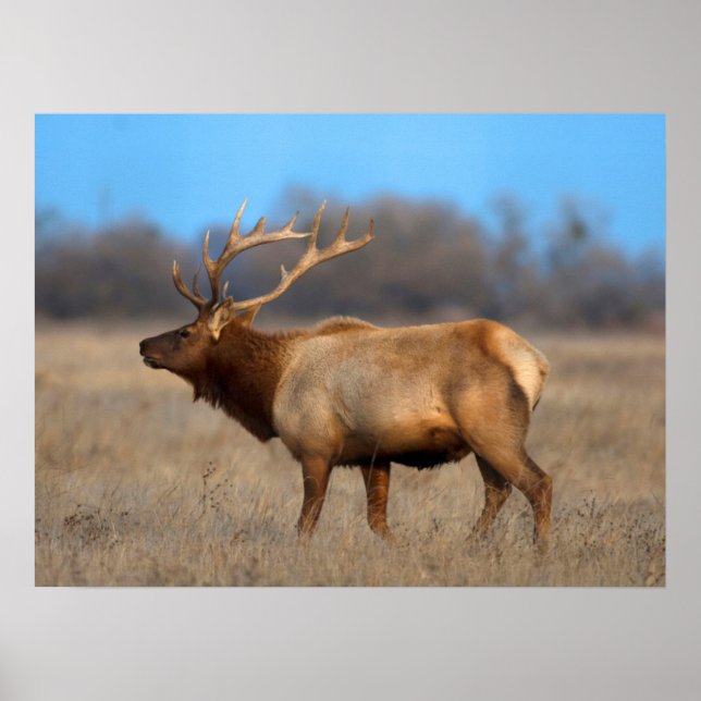 Elk Profile in Autumn Poster (Front)