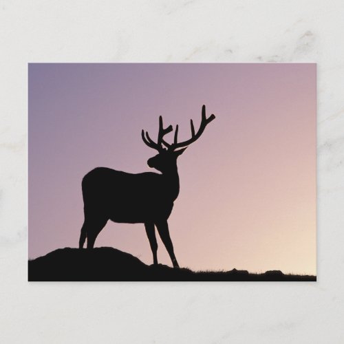 Elk Rocky Mountain National Park Colorado Postcard