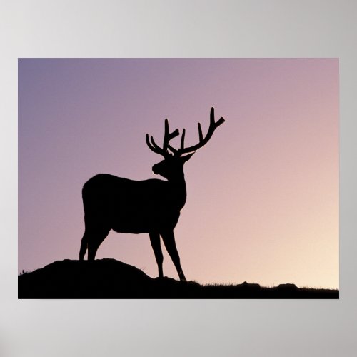 Elk Rocky Mountain National Park Colorado Poster