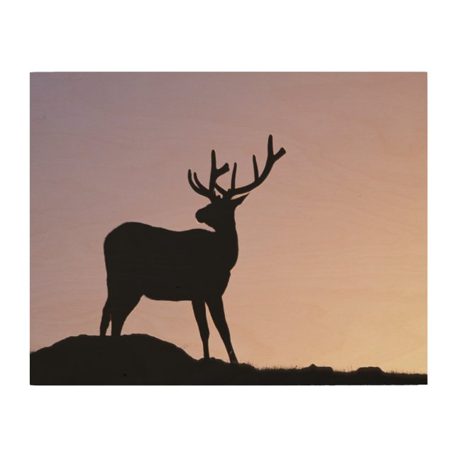 Elk Rocky Mountain National Park, Colorado Wood Wall Art (Front)