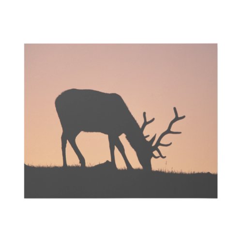 Elk  Rocky Mountains National Park Colorado Gallery Wrap