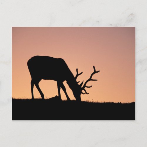Elk  Rocky Mountains National Park Colorado Postcard