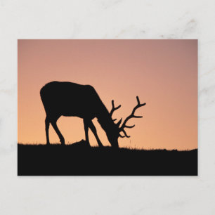 Elk Rocky Mountains National Park, Colorado Postcard