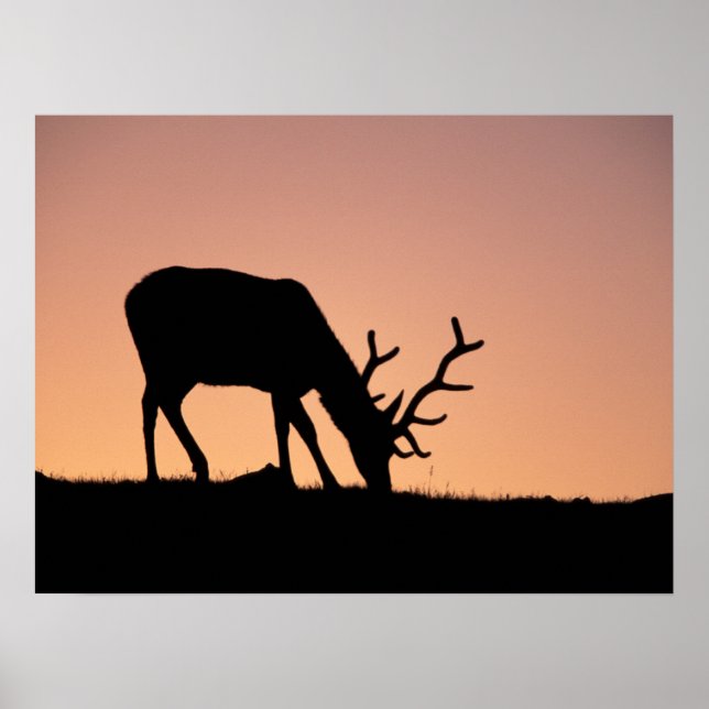 Elk | Rocky Mountains National Park, Colorado Poster (Front)