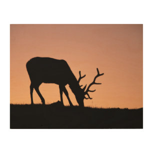 Elk   Rocky Mountains National Park, Colorado Wood Wall Art