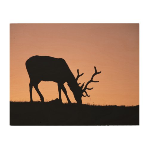 Elk  Rocky Mountains National Park Colorado Wood Wall Art