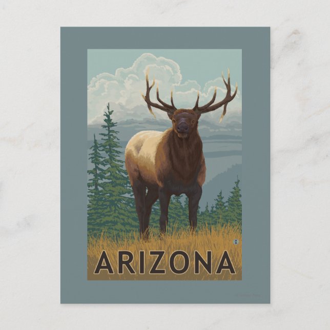 Elk SceneArizona Postcard (Front)