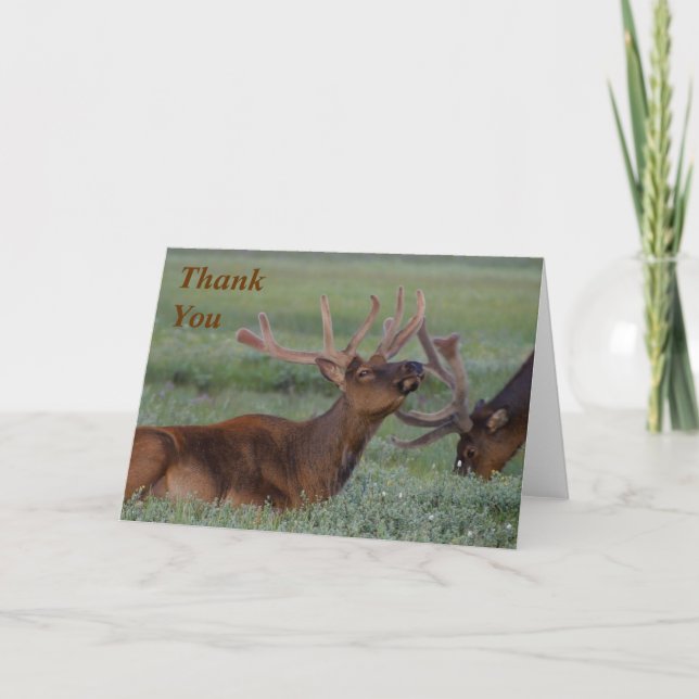 elk Thank You Note (Front)