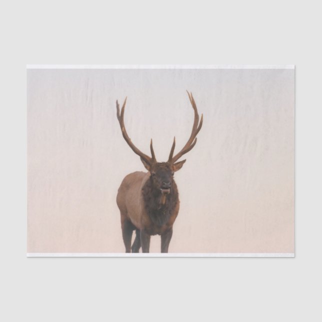 Elk Tissue Paper (Front)