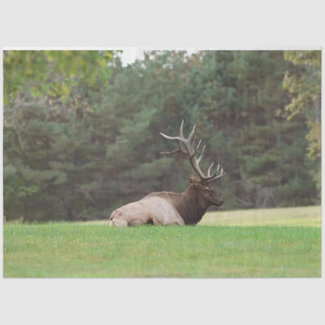 Elk Tissue Paper (Front)