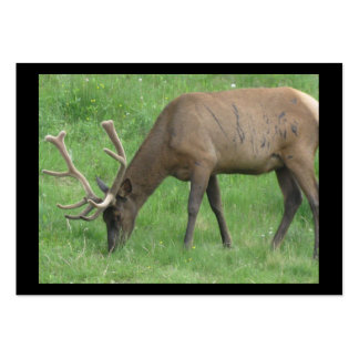 Elk Business Cards & Templates | Zazzle