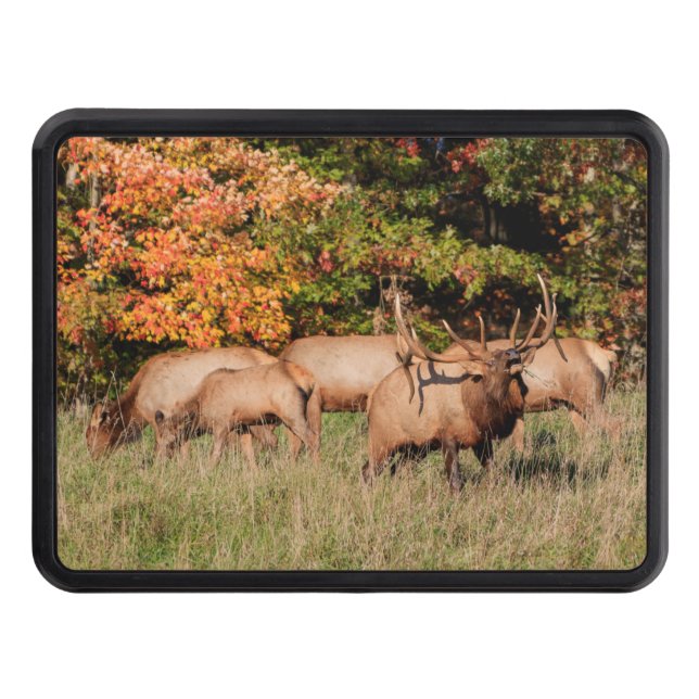 Elk Trailer Hitch Cover (Front)