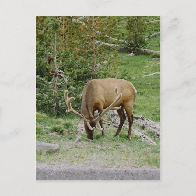 Elk With Velvet Antlers Postcard (Front)