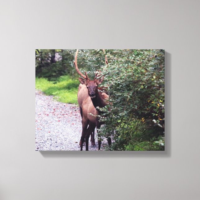Elk Wrapped Canvas Print (Front)
