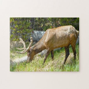 Elk Yellowstone Montana. Jigsaw Puzzle