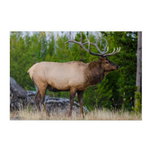 Elk Yellowstone National Park, Wyoming Acrylic Print