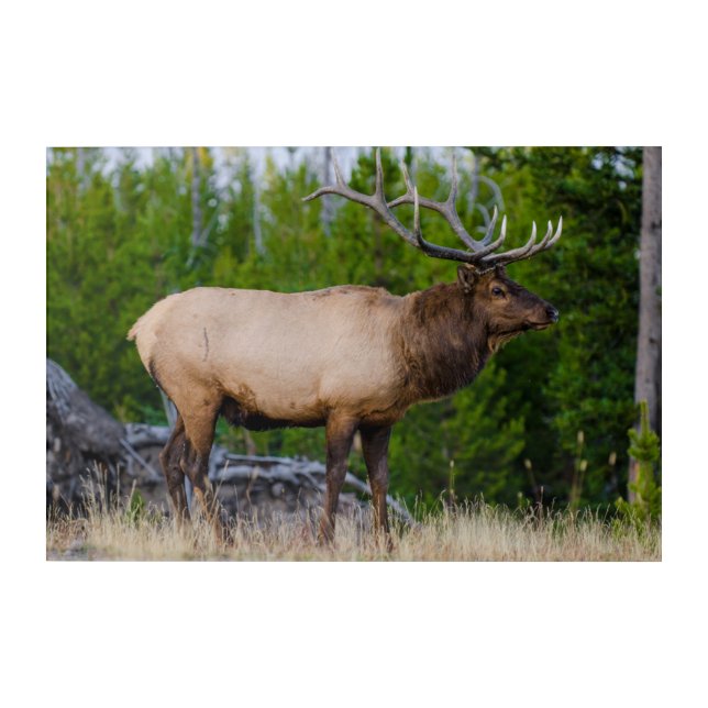 Elk | Yellowstone National Park, Wyoming Acrylic Print (Front)