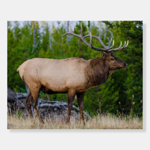 Elk Yellowstone National Park, Wyoming Foam Board