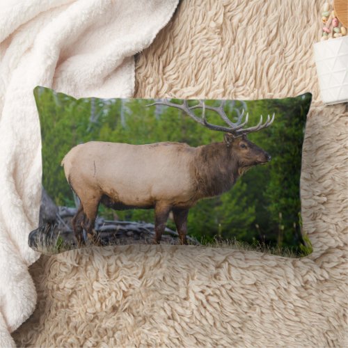 Elk  Yellowstone National Park Wyoming Lumbar Pillow