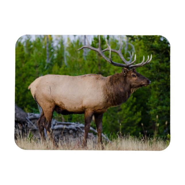 Elk | Yellowstone National Park, Wyoming Magnet (Horizontal)