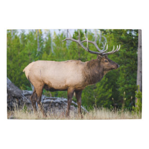 Elk   Yellowstone National Park, Wyoming Metal Print