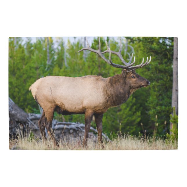 Elk | Yellowstone National Park, Wyoming Metal Print (Front)