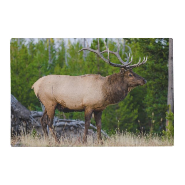 Elk | Yellowstone National Park, Wyoming Placemat (Front)