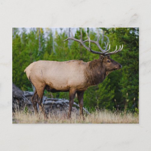 Elk  Yellowstone National Park Wyoming Postcard