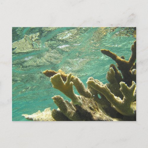 Elkhorn coral in Florida Keys Postcard