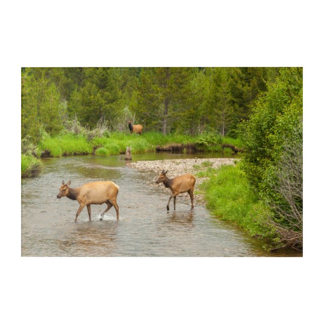 Elks Crossing the Colorado River Acrylic Print (Front)