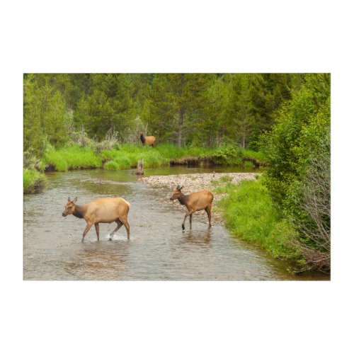 Elks Crossing the Colorado River Acrylic Print