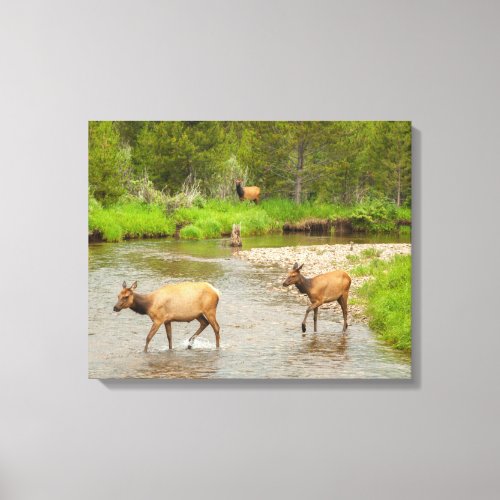 Elks Crossing the Colorado River Canvas Print