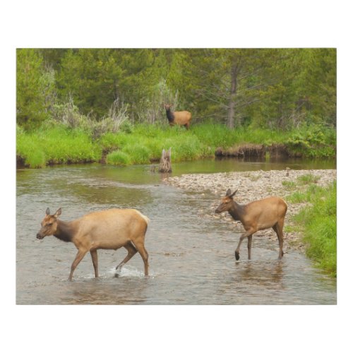 Elks Crossing the Colorado River Faux Canvas Print