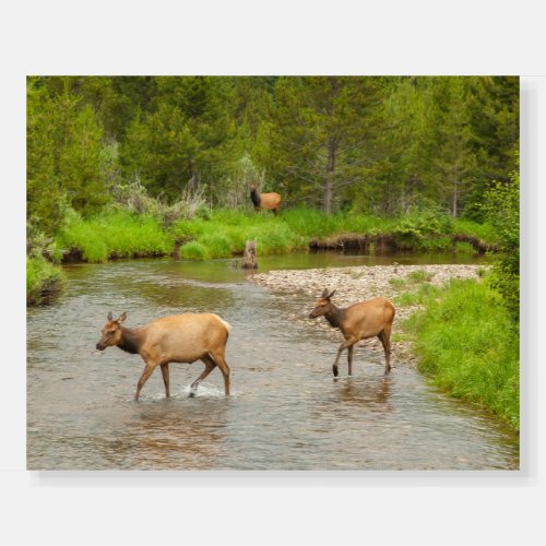 Elks Crossing the Colorado River Foam Board