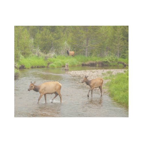Elks Crossing the Colorado River Gallery Wrap