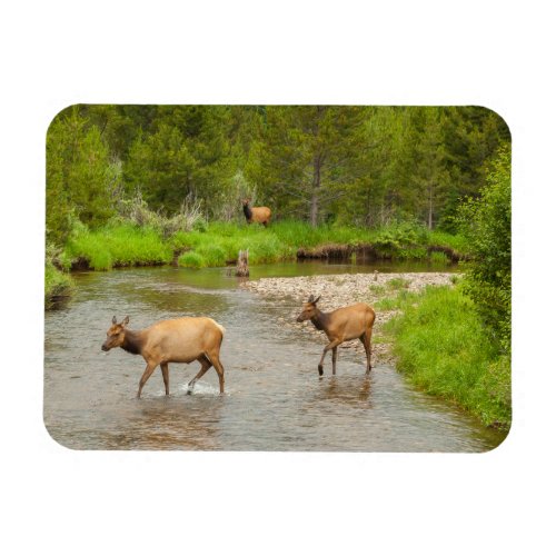 Elks Crossing the Colorado River Magnet