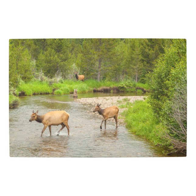 Elks Crossing the Colorado River Metal Print (Front)