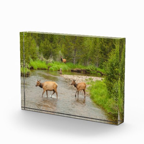 Elks Crossing the Colorado River Photo Block