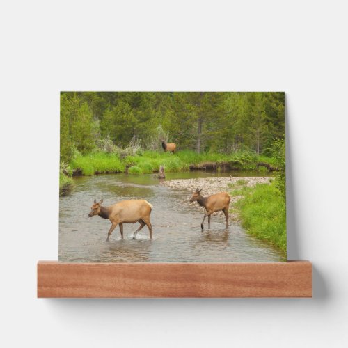 Elks Crossing the Colorado River Picture Ledge