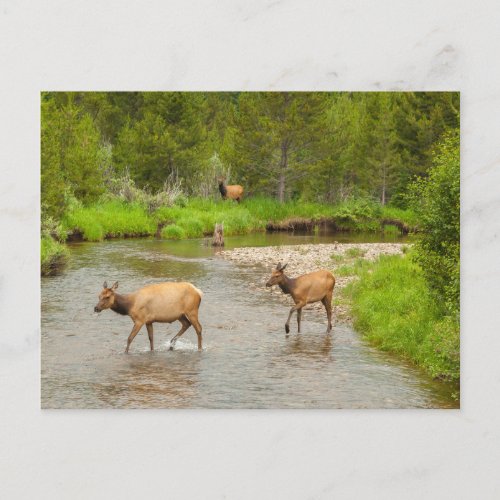 Elks Crossing the Colorado River Postcard