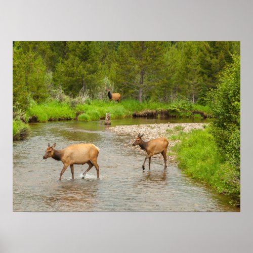 Elks Crossing the Colorado River Poster