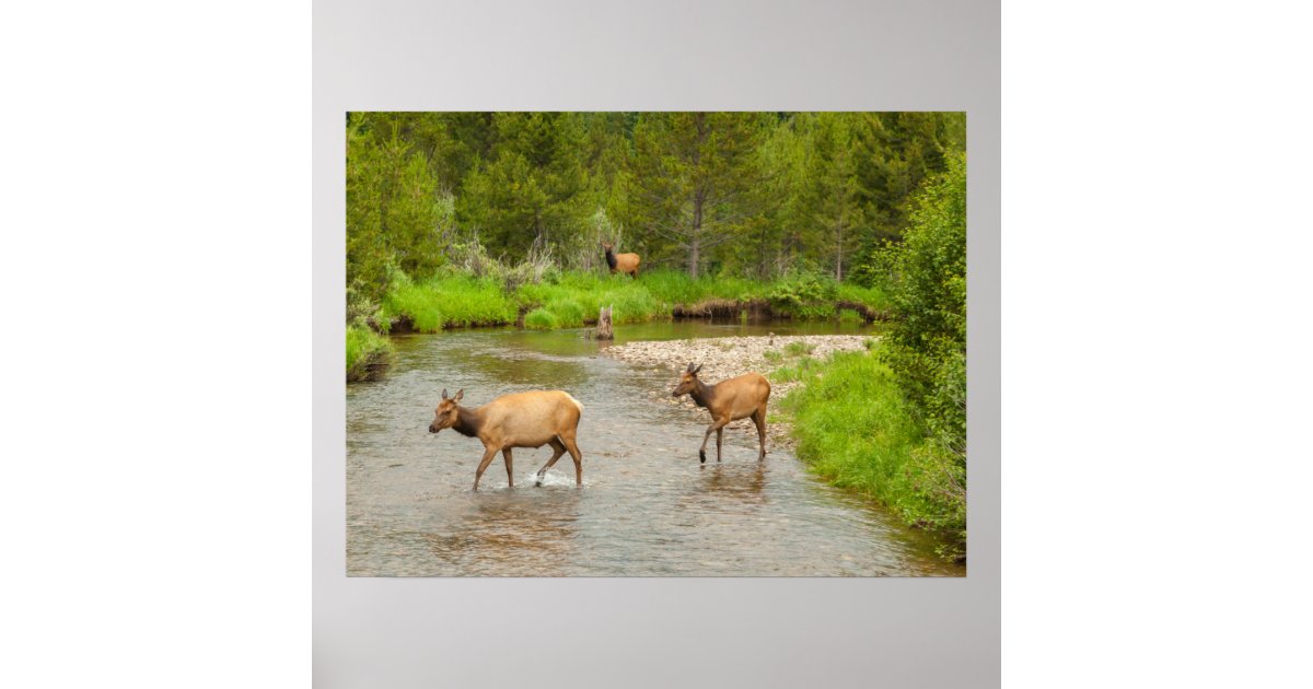 Elks Crossing the Colorado River Poster | Zazzle